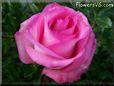 rose pink white beautiful bloom