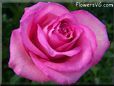 rose pink white beautiful flower