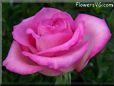 rose pink white beautiful petals