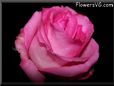 rose pink white black background