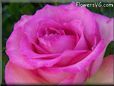 rose pink white bloomed beautiful