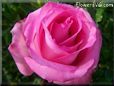 rose pink white bloomed bright