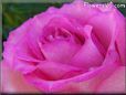 rose pink white bloomed close up