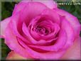 rose pink white bloomed closeup