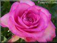 rose pink white bloomed garden