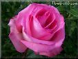 rose pink white bloomed garden big