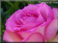 rose pink white closeup