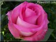 rose pink white flower