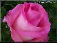 rose pink white garden big