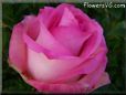 rose pink white garden big beautiful