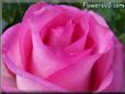 rose pink white garden closeup