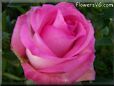 rose pink white garden large