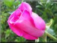 rose pink white short stem