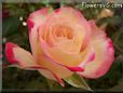 rose pink yellow beautiful