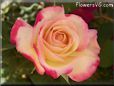 rose pink yellow flower bloom