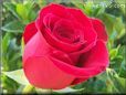 rose red beautiful