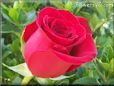 rose red beautiful flower