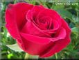 rose red beautiful flower big