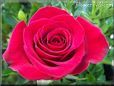rose red beautiful flower bloom