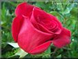 rose red beautiful flower bloomed