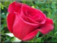 rose red beautiful flower bloomed big