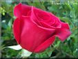 rose red beautiful flower bloomed photo