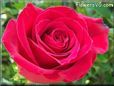 rose red beautiful flower large