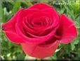 rose red beautiful flower petals