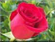 rose red beautiful garden