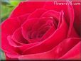 rose red beautiful garden bloom