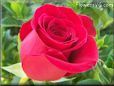 rose red beautiful garden bloomed