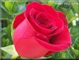 rose red beautiful garden flower