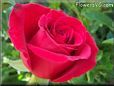rose red beautiful garden flower big