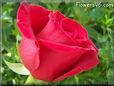 rose red beautiful garden flower large