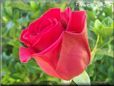 rose red big garden flower