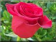 rose red flower beautiful