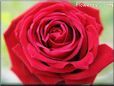 rose red flower close up