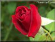rose red flower close up beautiful