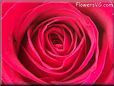 rose red flower closeup