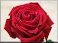 rose red flower cut bloom