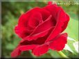 rose red flower garden bloom