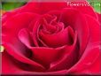 rose red garden bloomed large