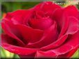 rose red garden flower bloomed large