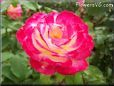 rose red white garden flower