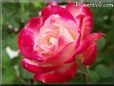 rose red white garden water drops