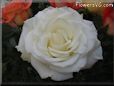 rose white beautiful bouquet
