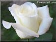 rose white beautiful flower