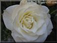 rose white beautiful garden bloomed