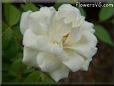 rose white beautiful garden flower