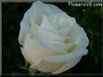 rose white beautiful single flower